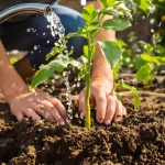 J’étalais du marc de café pour nourrir mes plants : en grattant la croûte, j’ai compris pourquoi ils crevaient de soif