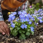 Jardin : cette vivace bleue, élue « plante du siècle », se plante au printemps sans presque aucun soin