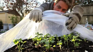 Les saints de glace, c'est fini : voici la date exacte que les jardiniers utilisent pour planter sans risque