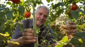 Pourquoi les jardiniers malins ne jettent jamais les gourmands de tomates et multiplient leurs plants gratuitement