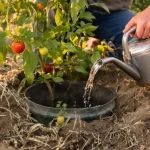 Sécheresse et arrosage enterré au potager : pourquoi ces jardiniers du Nord plantent un vieux seau